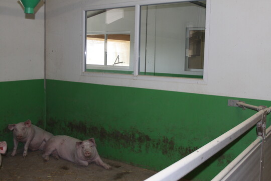 Der im Eingangsbereich des Gebude integrierte Besucherraum  hier von einem der Mastabteile ausgesehen  ermglicht Besuchern einen Blick in den Stall. Sie knnen sehen, wie sich die Schweine in ihrem Alltag verhalten und wie es ihnen in den auf ihre Bedrfnisse zugeschnittenen Buchten geht. 