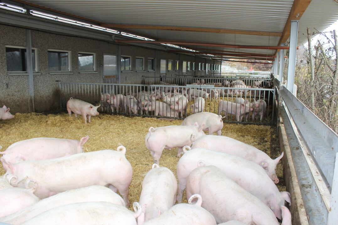 Ab 1. März fördert der Bund den Umbau von Schweineställen hin zu mehr Tierwohl. Laufende Mehrkosten werden ab April bezuschusst.
