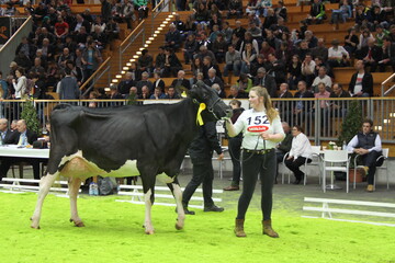 Die fnfjhrige Holsteinkuh Mox Baywatch (V. Goldwin) sicherte sich den Grand Champion-Titel in ihrer Rasse.