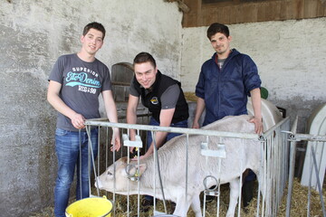Wir erhoffen uns von dem Zuchtprojekt knftig mehr Informationen fr die gezielte Anpaarung von Braunviehbullen an unsere Khe, macht Alexander Nothelfer (l.) deutlich. Simon Butscher, Auendienstmitarbeiter bei der RBW (M.) und zustndig fr die Entnahme der Ohrstanzproben bei Klbern und Rindern in der Region Oberschwaben und Allgu, hat inzwischen beinahe alle Tiere auf dem Herdbuchzuchtbetrieb in Unterhornstolz (Landkreis Biberach) beprobt. Untersttzt wird er von Hubert Gauggel (r.). Der Agrarstudent macht gerade ein Praktikum bei der Zuchtorganisation. 