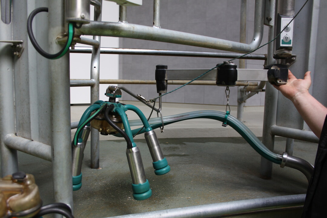 Ein mit einem Milchflusssensor gekoppeltes Steuergert bestimmt den Zeitpunkt der Vakuumabsperrung beziehungsweise der Melkzeugabnahme auf dem Betrieb von Hutters in Htten. 
