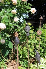 Rabenvögel bewachen die Rose.