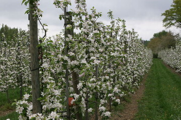 Die Obstblte erfolgte in diesem Frhjahr so frh wie selten zuvor. 