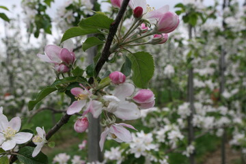 Seit Jahren hält der Trend zu einer immer früheren Obstblüte an.