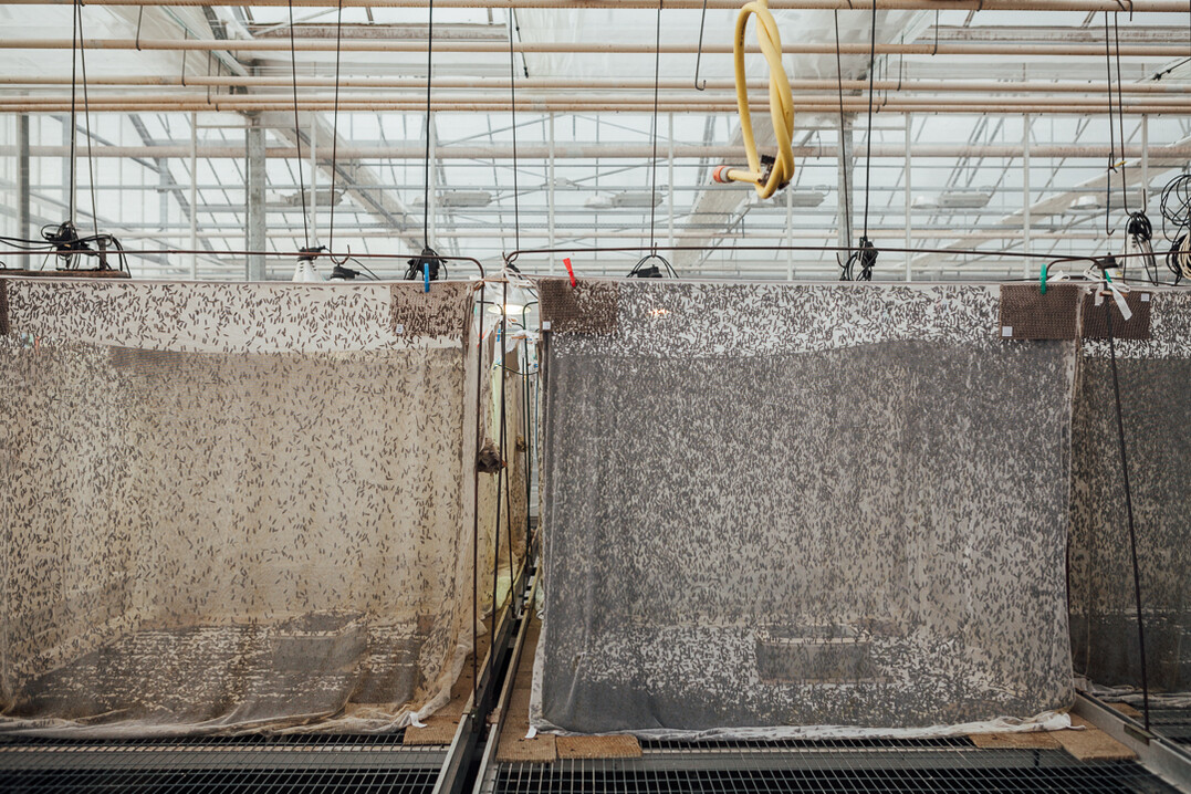 Die Fliegen nehmen keine Nahrung auf. Sie paaren sich nur und legen die Eier.