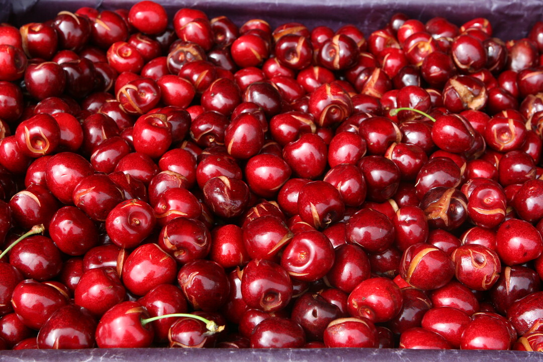 Zwar wird die gute Vorjahresmenge nicht bertroffen, dennoch gehen Kirschenanbauer von einer guten Ernte in diesem Jahr aus. 