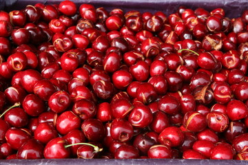 Nachdem vergleichsweise guten Vorjahr stimmt auch in dieser Saison die Ernteprognose für Süßkirschen.