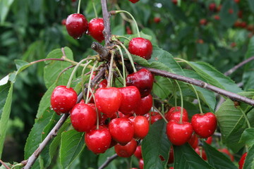 Die gute Witterung bescherte eine gute Kirschenernte, allerdings stehen die Preise unter Druck. 