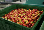 Bis auf wenige Restbestände sind die Äpfel am Bodensee verkauft.
