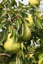 In den Niederlanden ist die Obstanbaufläche wieder gestiegen. Dies geht in erster Linie auf eine ausgeweitete Birnenproduktion zurück.