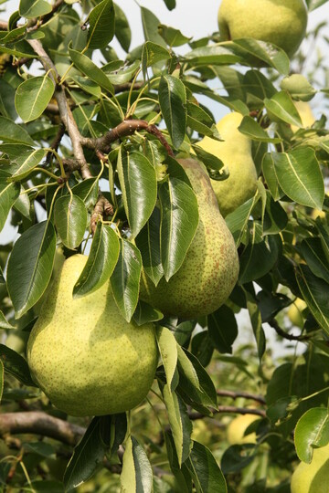 In den Niederlanden ist die Obstanbauflche wieder gestiegen. Dies geht in erster Linie auf eine ausgeweitete Birnenproduktion zurck. 