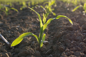 Die Stickstoffmenge im Boden ist insbesondere relevant für die Düngevorbereitung der folgenden Kultur.