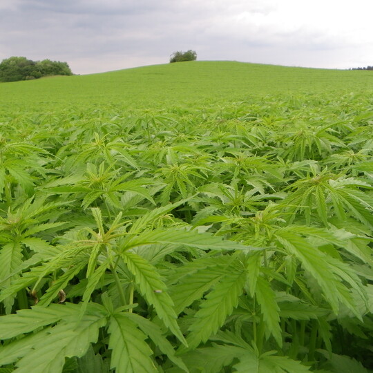 Hanf zeichnet sich durch eine
rasche Jugendentwicklung aus.
Unkraut lässt er kaum eine Chance.