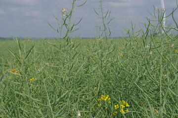 Hier ist Raps erw�nscht - inmitten einer Folgekultur ist Ausfallraps aber ein Problem f�r Landwirte.