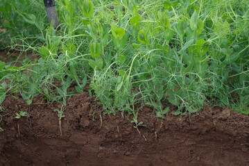 Auf der Bodenkundeveranstaltung in Biberach im Mai dreht sich alles um den Aufbau von Bodensubstanz.