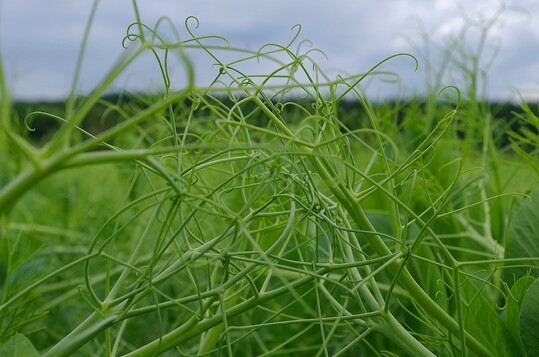 Die Erbsen formen auf dem Feld ein dichtes Geflecht.