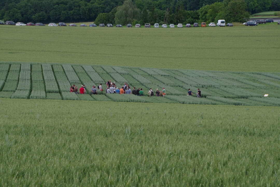 Das Zentrale Versuchsfeld im Kraichgau. Landwirte inspizieren die Parzellen mit Gerste und Weizen.