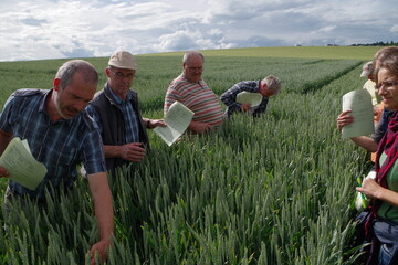 Gerd Mnkel untersucht zusammen mit Landwirten, ob die Parzelle von Mehltau befallen ist.