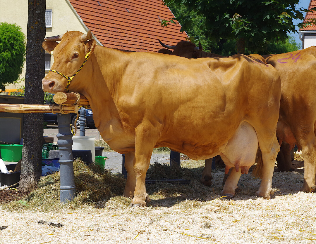 Dass die Kuh - hier ein Limpurger Rind - f�hlt, denkt und seine Umwelt wahrnimmt, ist nicht etwa ein Nachteil der Milchviehhaltung. Es ist vielmehr Chance der Betriebe, Verbrauchern den Wert dieses Lebewesens und des besonderen Produkts, der Milch, zu vermitteln.