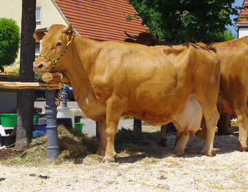 Dass die Kuh - hier ein Limpurger Rind - fhlt, denkt und seine Umwelt wahrnimmt, ist nicht etwa ein Nachteil der Milchviehhaltung. Es ist vielmehr Chance der Betriebe, Verbrauchern den Wert dieses Lebewesens und des besonderen Produkts, der Milch, zu vermitteln.