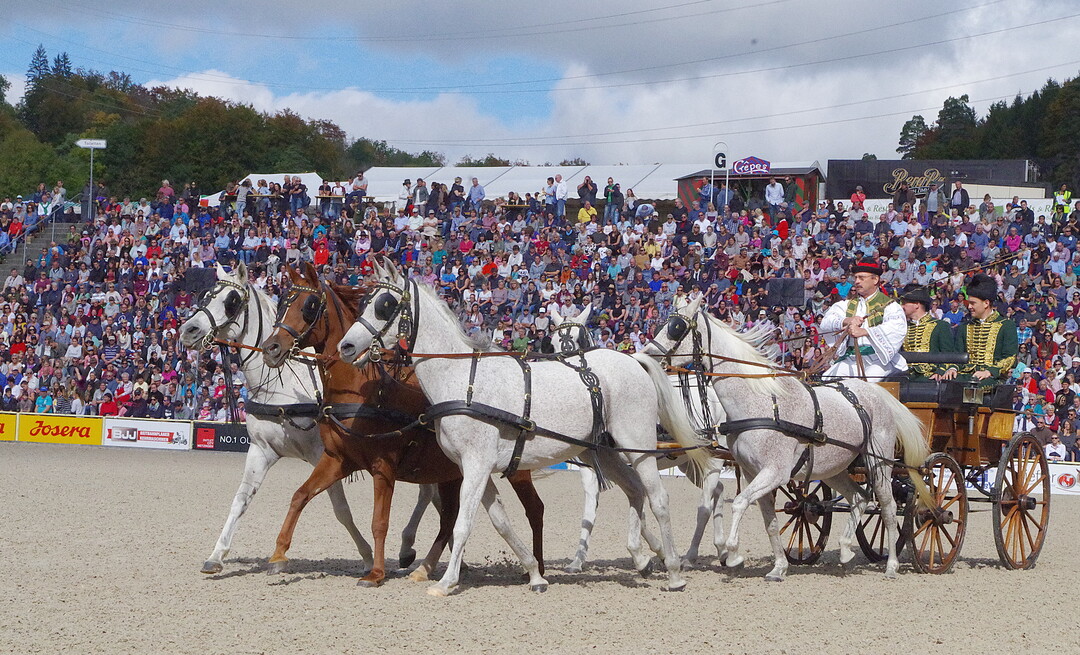 Hengstparade 2017