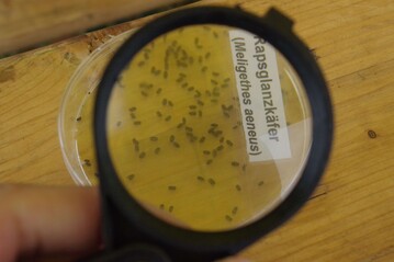 Wenn auch schon Rapsglanzkäfer in den Schalen zu finden sind, sollte bevorzugt Trebon 30 EC zum Einsatz kommen.