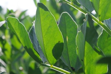 Sie kennen sich mit Ackerbohnen oder Soja aus? Dann teilen Sie Ihre Erfahrungen in einer Umfrage des EU-Projekts LegumeGap!
