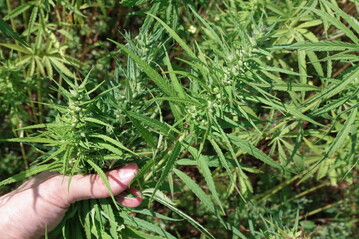 Auch Hanf ist von der Erweiterung der Zulassung vonAMSTAF 800 EC betroffen.