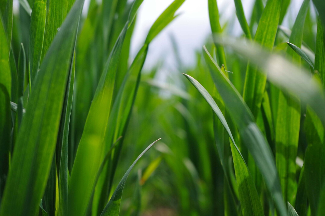 Der Wirkungsmechanismus von Utrisha-N ist das Besiedeln der Bltter durch Bakterien. Nach Angaben des Unternehmens wandeln die Bakterien whrend der gesamten Vegetation Luftstickstoff in Ammonium um. Die Bakterien ernhren sich von Methanol, das als Stoffwechselprodukt in der Pflanze entsteht. Rund zwei kg N sollen nach sieben Tagen Wachstumsphase pro Woche fr die Pflanze fixiert werden.