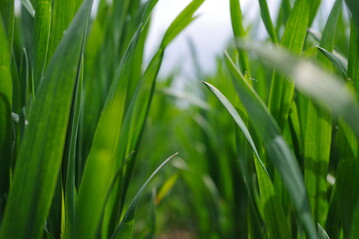 Der Wirkungsmechanismus von Utrisha-N ist das Besiedeln der Bltter durch Bakterien. Nach Angaben des Unternehmens wandeln die Bakterien whrend der gesamten Vegetation Luftstickstoff in Ammonium um. Die Bakterien ernhren sich von Methanol, das als Stoffwechselprodukt in der Pflanze entsteht. Rund zwei kg N sollen nach sieben Tagen Wachstumsphase pro Woche fr die Pflanze fixiert werden.