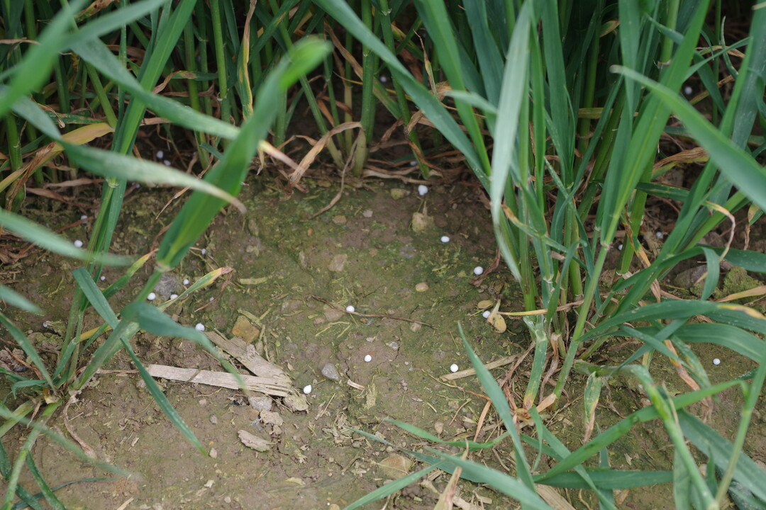 Mit der teilflächenspezifischen Düngung soll der Streuer dort mehr Streuen, wo die Pflanzen es in Ertrag umsetzen können und Streugut einsparen, wo der Boden ohnehin nicht mehr Wachstum hergibt.