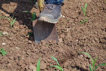 Der Humusgehalt lässt sich mit einer Bodenprobe messen. Doch welcher Humusgehalt ist für den eigenen Standort viel oder wenig?