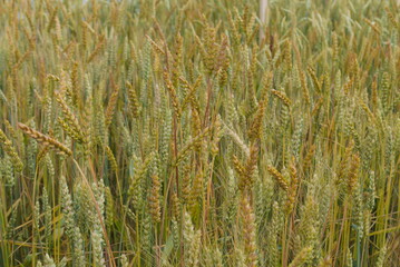 Die Weizenpopulation Brandex zeigt genetisch vielfltige Pflanzen im selben Bestand.