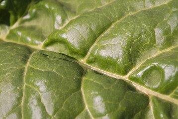 Das Ziel: gesunde Rbenbltter.