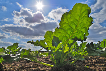 Unter anderem wird der Pflanzenschutz im Zuckerrübenanbau ein Thema auf dem Pflanzenschutztag am 19. Februar sein.