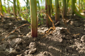 Ökologischer Maisanbau reizt immer mehr Erzeugerinnen und Erzeuger.