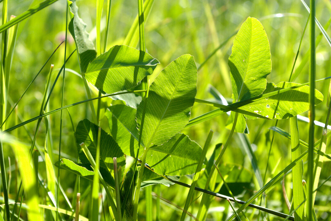 Kleegras kann, je nach Ernte- und Aufbringzeitpunkt, entweder eine Düngewirkung entfalten oder Erosion, Unkraut und Verdunstung wirkungsvoll reduzieren.