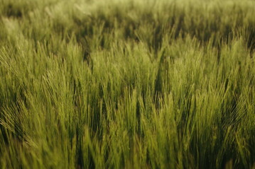 Die Preisentwicklung bei der Braugerste hängt 2024 stark vom Wetter zur Aussaat in den kommenden Tagen ab.