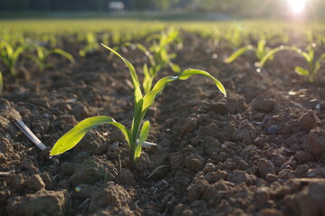Jetzt sollte man auf den Acker gehen und prüfen, ob zwischen den Reihen noch Problemunkräuter wie Ampfer, Disteln und Winden sprießen.