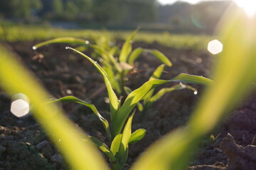Etwa 2 bis 3 kg N sollen mit Utrisha-N pro Hektar und Woche für die Kulturen Kartoffeln, Mais, Raps, Getreide und Zuckerrübe bereitgestellt werden.