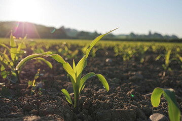 Für eine gesunde und zügige Jugendentwicklung kann eine Beize von großer Hilfe sein.