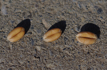 Jetzt ist Temperatur messen im Getreidelager angesagt, um sicherzustellen, dass die Körner gesund und unbeschadet über den Winter kommen.
