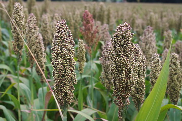 Hier handelt es sich um die stärkereiche Körnerhirse, die allerdings nicht sonderlich hoch wächst.