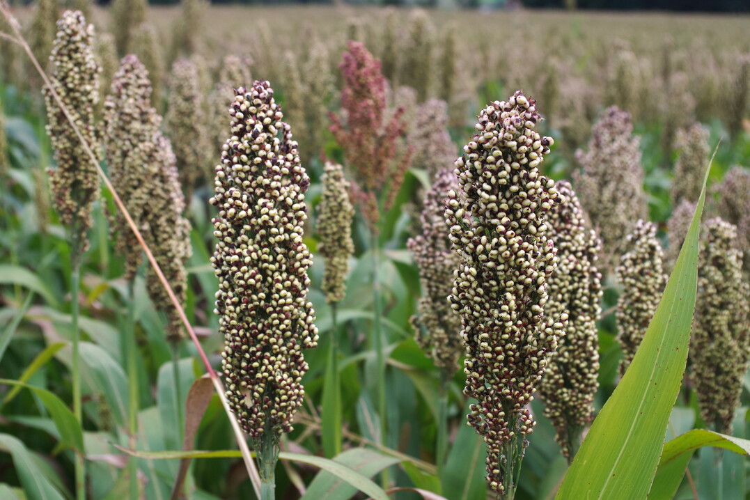 Sorghum kommt gut mit Trockenheit zurecht und ist fr Maiswurzelbohrer nicht attraktiv.