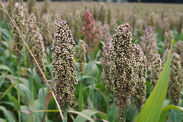 Sorghum kommt gut mit Trockenheit zurecht und ist für Maiswurzelbohrer nicht attraktiv.