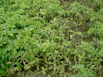 Phytophtora, Infektionsherd