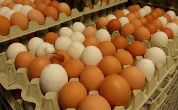 Eier von glcklichen Hhnern aus Baden-Wrttemberg.