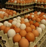 Die Umstellung der Legehennenhaltung in der EU sorgt vorübergehend für ein knapperes Angebot.