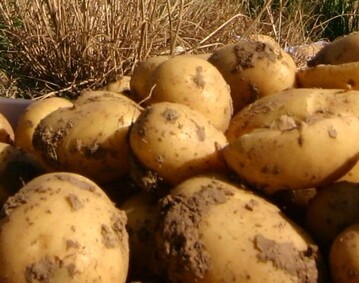 Bei Frhkartoffeln ist die Versorgung dieses Jahr nicht durchgehend gesichert.
