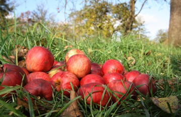 Mit den jhrlichen Behangschtzungen lutet die Fruchtsaft-Industrie die Mostobstsaison ein.